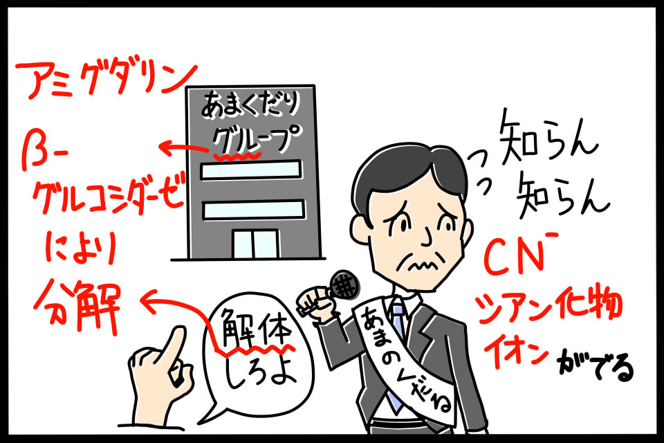 アミグダリンの特徴　ゴロイラスト